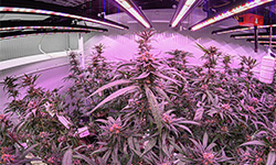 Cannabis-Grower-Energy-Rebates-for-LED-UV-bar-gorw-light